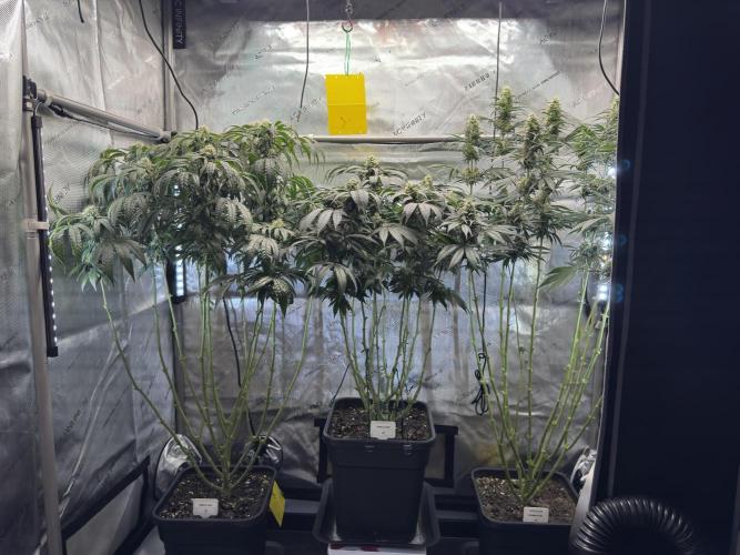 Chocolate Rainbow XXL  fem. Week 12 - GG #3 / GG #2 / Choco Rainbow XXL - FD 46