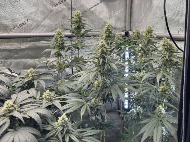 Chocolate Rainbow XXL  fem. Week 12 - FD 46