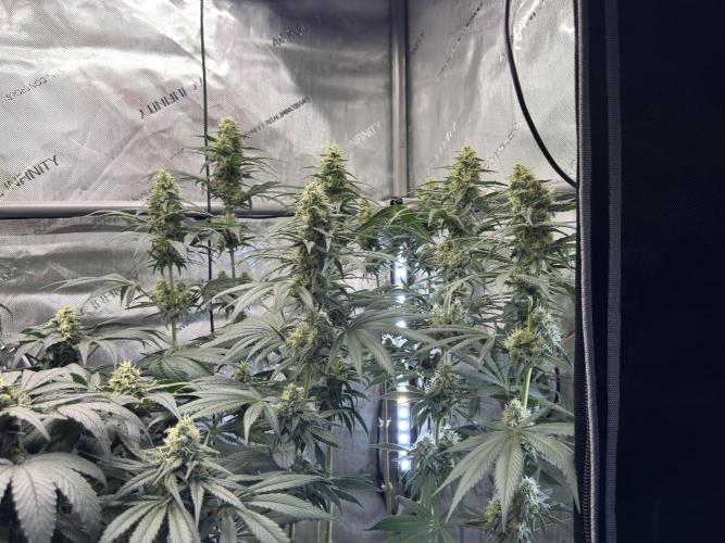 Chocolate Rainbow XXL  fem. Week 12 - FD 46