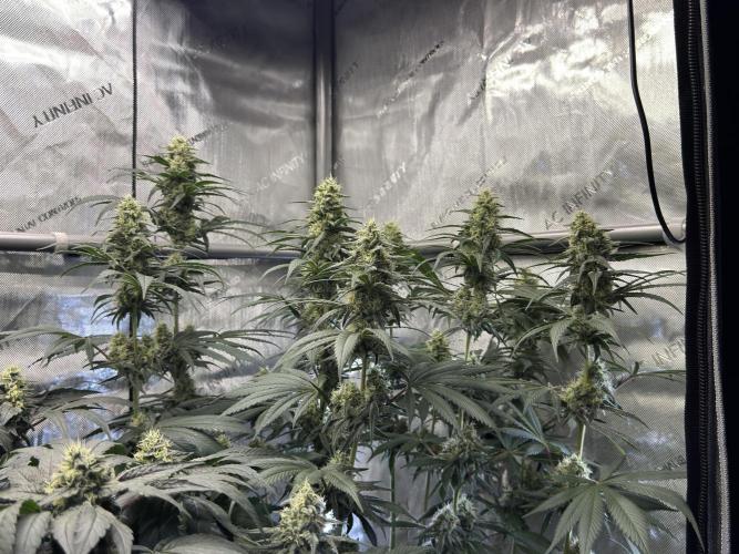 Chocolate Rainbow XXL  fem. Week 12 - FD 46