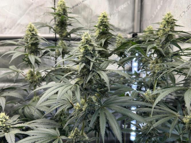 Chocolate Rainbow XXL  fem. Week 12 - FD 46