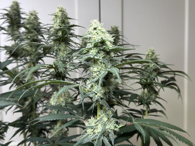 Chocolate Rainbow XXL  fem. Week 12 - FD 46