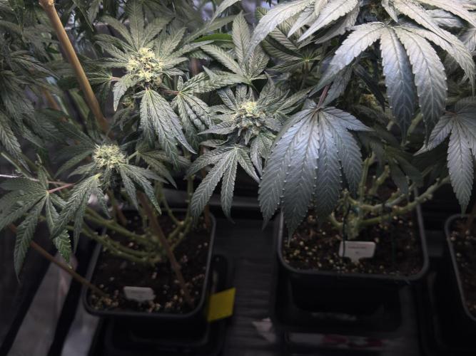 Garlic Gas ⛽️ fem - Sensi Seeds. Week 13 - GG #3 / GG #2 - FD 53
