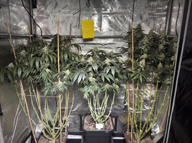 Garlic Gas ⛽️ fem - Sensi Seeds. Week 13 - GG #3 / GG #2 / Choco Rainbow XXL - FD 53
