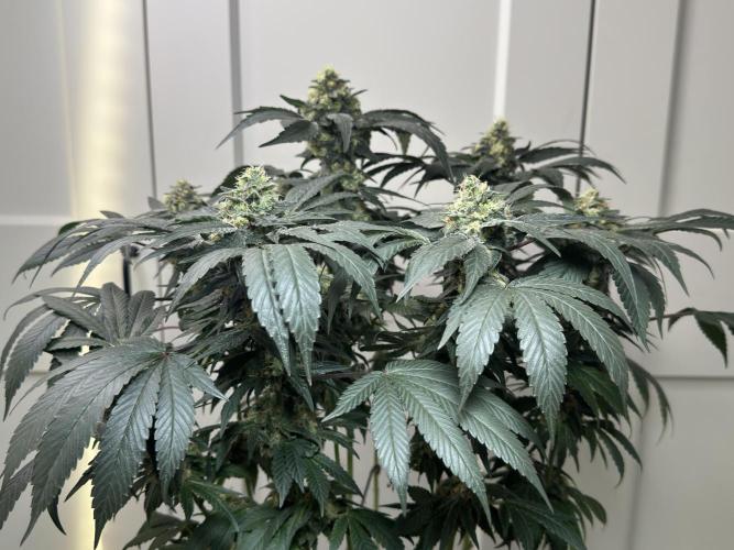 Garlic Gas ⛽️ fem - Sensi Seeds. Week 13 - GG #2 - FD 53