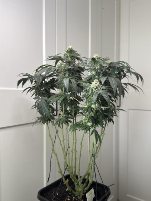 Garlic Gas ⛽️ fem - Sensi Seeds. Week 13 - GG #2 - FD 53