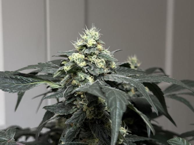 Garlic Gas ⛽️ fem - Sensi Seeds. Week 13 - GG #2 - FD 53