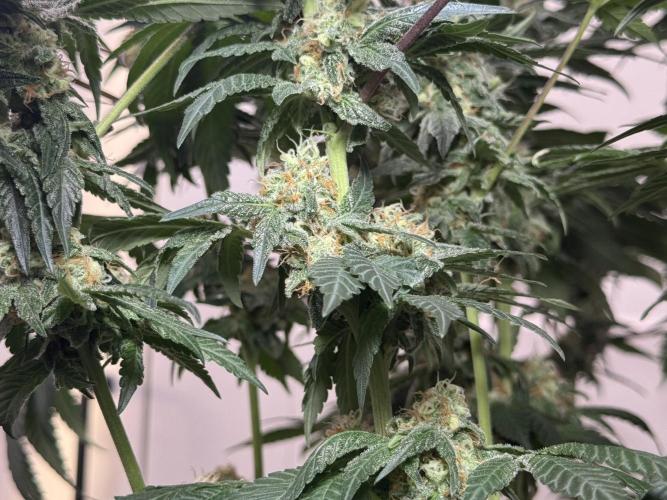 Garlic Gas ⛽️ fem - Sensi Seeds. Week 13 - GG #2 - FD 53