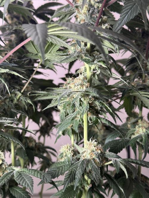 Garlic Gas ⛽️ fem - Sensi Seeds. Week 13 - GG #2 - FD 53