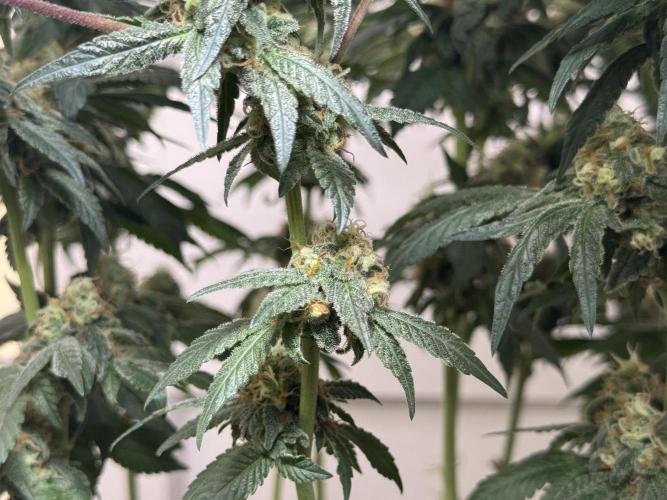 Garlic Gas ⛽️ fem - Sensi Seeds. Week 13 - GG #2 - FD 53