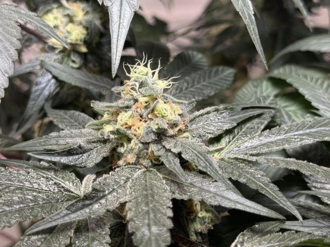 Garlic Gas ⛽️ fem - Sensi Seeds. Week 13 - GG #2 - FD 53