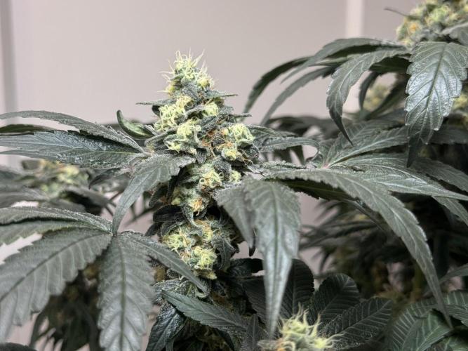 Garlic Gas ⛽️ fem - Sensi Seeds. Week 13 - GG #2 - FD 53