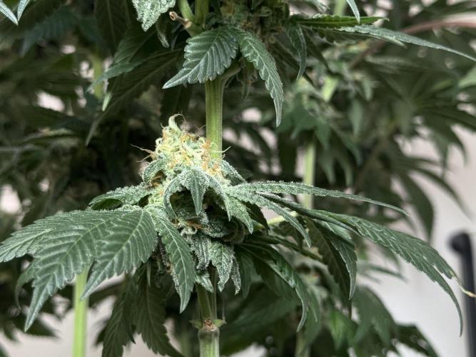 Garlic Gas ⛽️ fem - Sensi Seeds. Week 13 - GG #2 - FD 53
