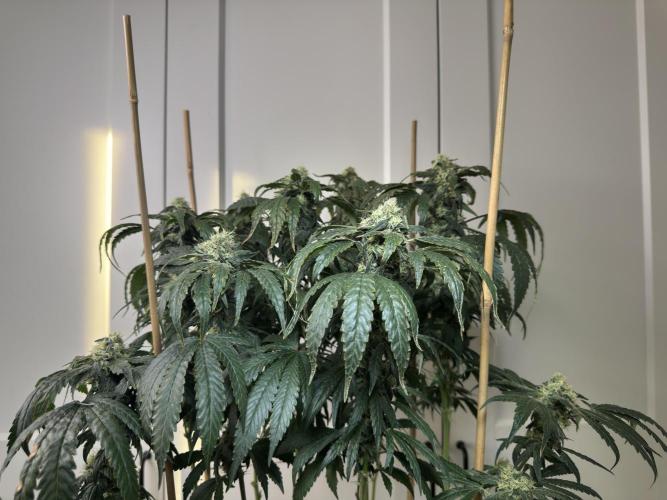 Garlic Gas ⛽️ fem - Sensi Seeds. Week 13 - GG #3 - FD 53