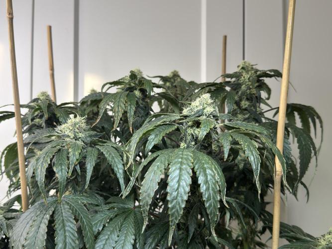Garlic Gas ⛽️ fem - Sensi Seeds. Week 13 - GG #3 - FD 53