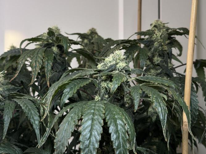 Garlic Gas ⛽️ fem - Sensi Seeds. Week 13 - GG #3 - FD 53