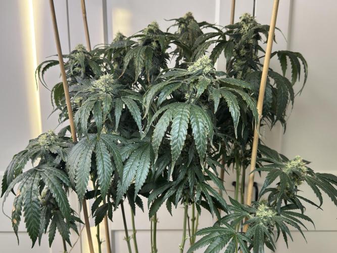 Garlic Gas ⛽️ fem - Sensi Seeds. Week 13 - GG #3 - FD 53