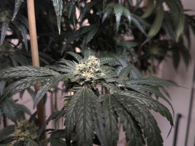 Garlic Gas ⛽️ fem - Sensi Seeds. Week 13 - GG #3 - FD 53