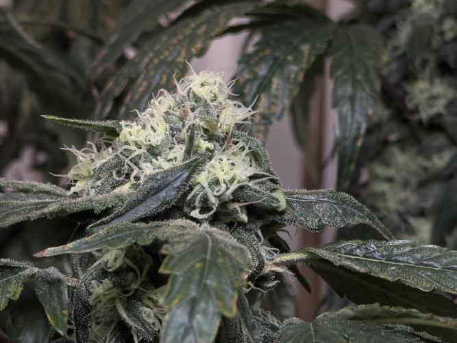 Garlic Gas ⛽️ fem - Sensi Seeds. Week 13 - GG #3 - FD 53