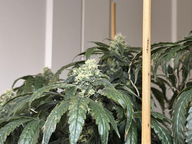 Garlic Gas ⛽️ fem - Sensi Seeds. Week 13 - GG #3 - FD 53