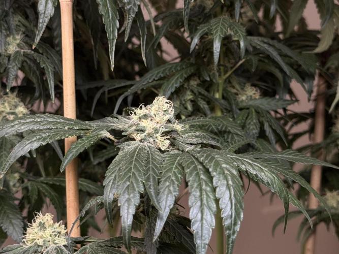 Garlic Gas ⛽️ fem - Sensi Seeds. Week 13 - GG #3 - FD 53