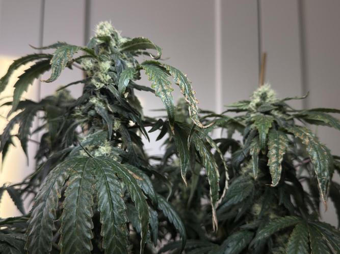 Garlic Gas ⛽️ fem - Sensi Seeds. Week 13 - GG #3 - FD 53