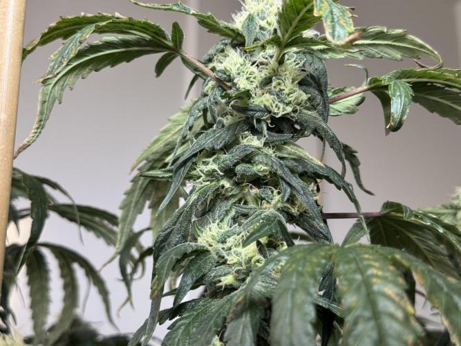 Garlic Gas ⛽️ fem - Sensi Seeds. Week 13 - GG #3 - FD 53