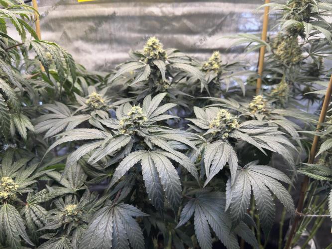 Garlic Gas ⛽️ fem - Sensi Seeds. Week 13 - GG #2 - FD 54
