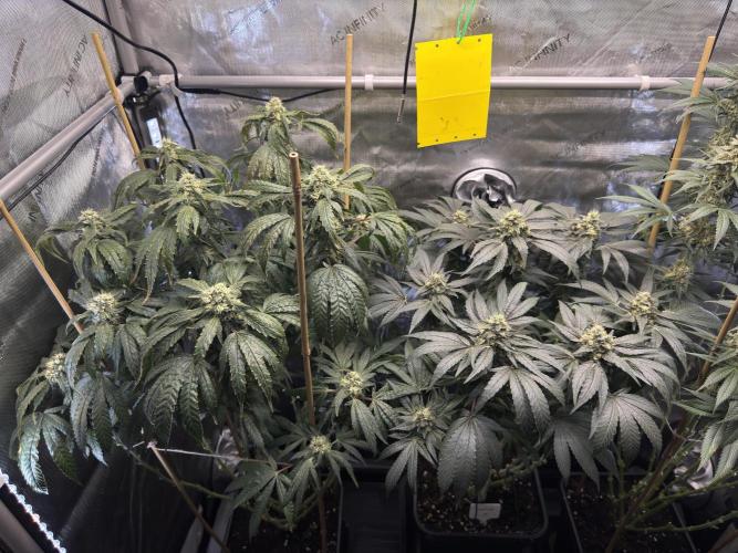 Garlic Gas. Week 13