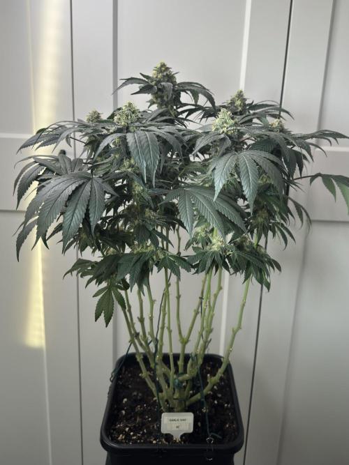 Garlic Gas. Week 13
