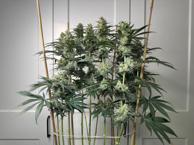 Chocolate Rainbow XXL  fem. Week 13 - FD 53
