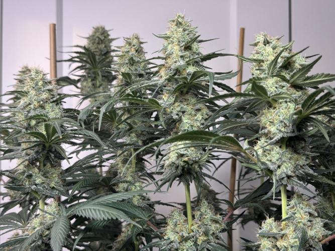 Chocolate Rainbow XXL  fem. Week 13 - FD 53