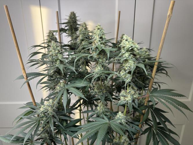Chocolate Rainbow XXL  fem. Week 13 - FD 53