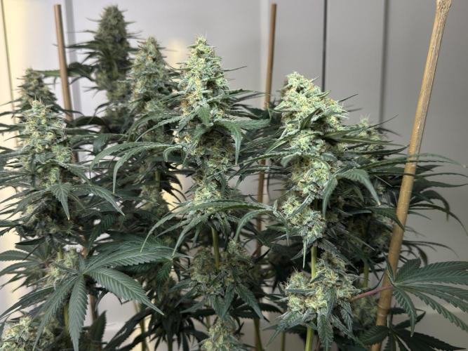 Chocolate Rainbow XXL  fem. Week 13 - FD 53