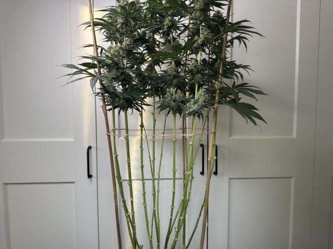 Chocolate Rainbow XXL  fem. Week 13 - FD 53