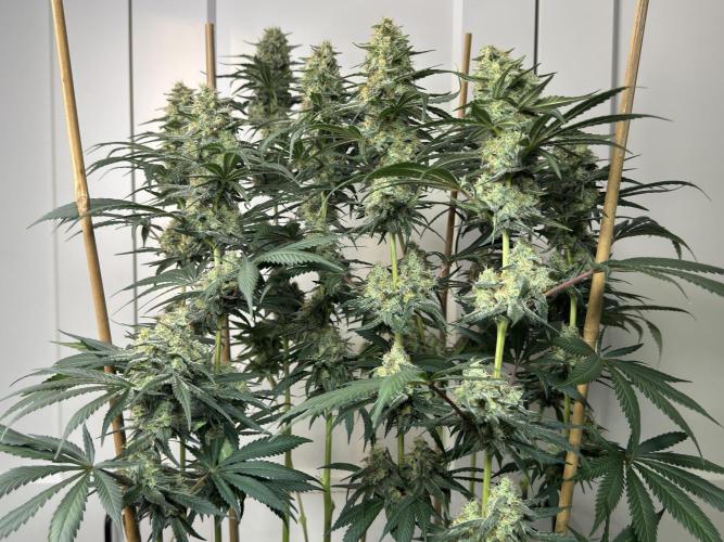 Chocolate Rainbow XXL  fem. Week 13 - FD 53