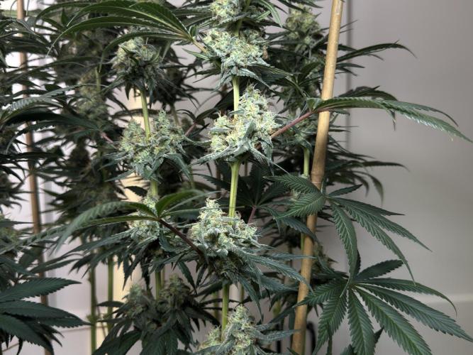 Chocolate Rainbow XXL  fem. Week 13 - FD 53