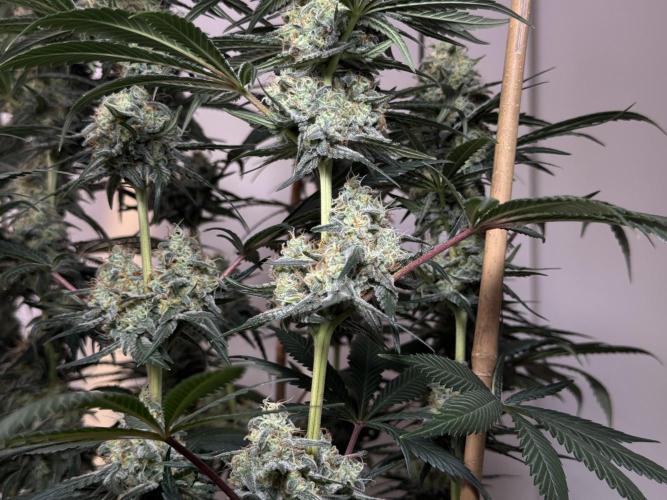 Chocolate Rainbow XXL  fem. Week 13 - FD 53