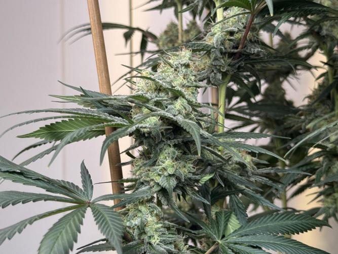 Chocolate Rainbow XXL  fem. Week 13 - FD 53