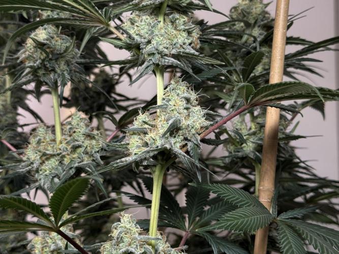 Chocolate Rainbow XXL  fem. Week 13 - flower day 53