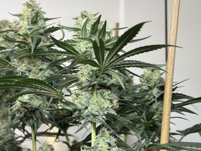 Chocolate Rainbow XXL  fem. Week 13 - FD 53