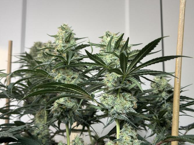 Chocolate Rainbow XXL  fem. Week 13 - FD 53