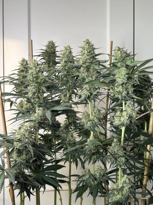 Chocolate Rainbow XXL  fem. Week 13 - FD 53