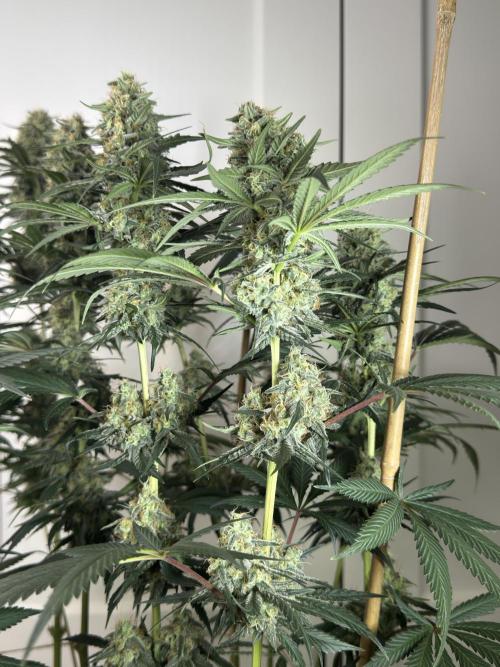 Chocolate Rainbow XXL  fem. Week 13 - FD 53