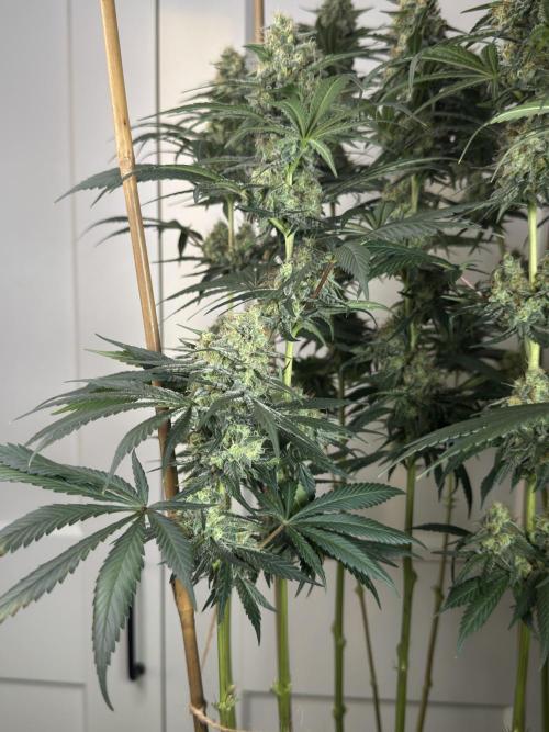 Chocolate Rainbow XXL  fem. Week 13 - FD 53