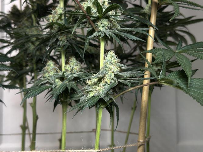 Chocolate Rainbow XXL  fem. Week 13 - FD 53