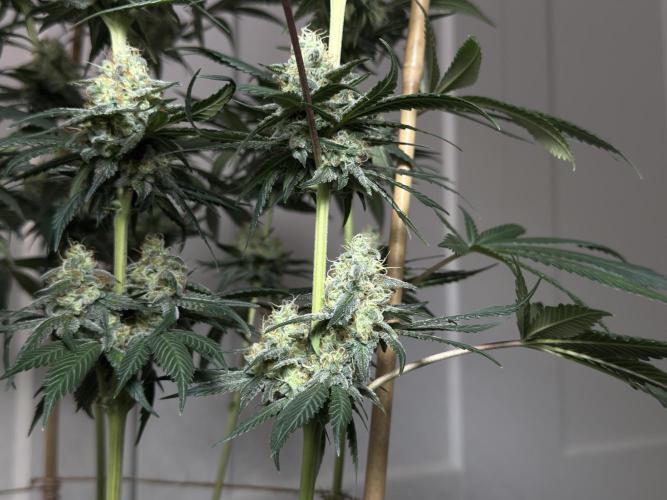 Chocolate Rainbow XXL  fem. Week 13 - FD 53