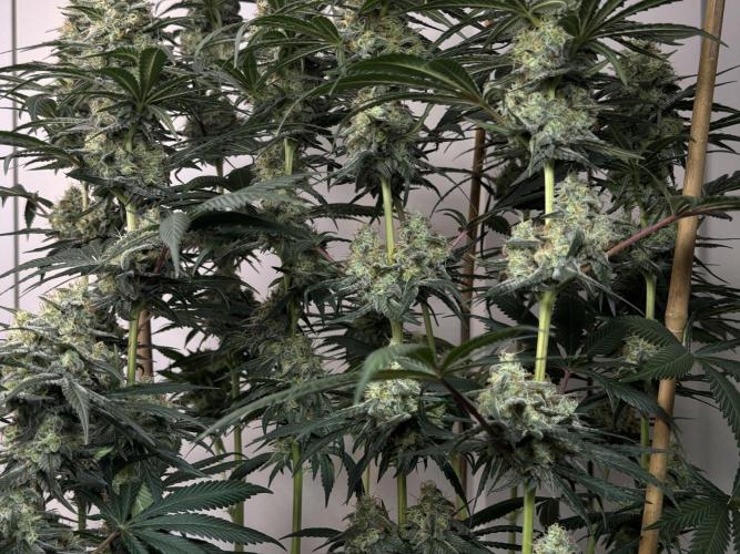 Chocolate Rainbow XXL  fem. Week 13 - FD 53