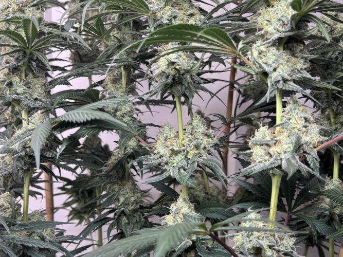 Chocolate Rainbow XXL  fem. Week 13 - FD 53