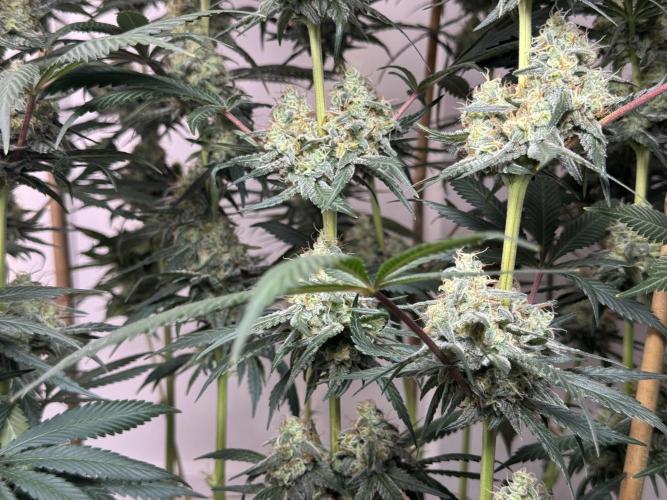 Chocolate Rainbow XXL  fem. Week 13 - FD 53